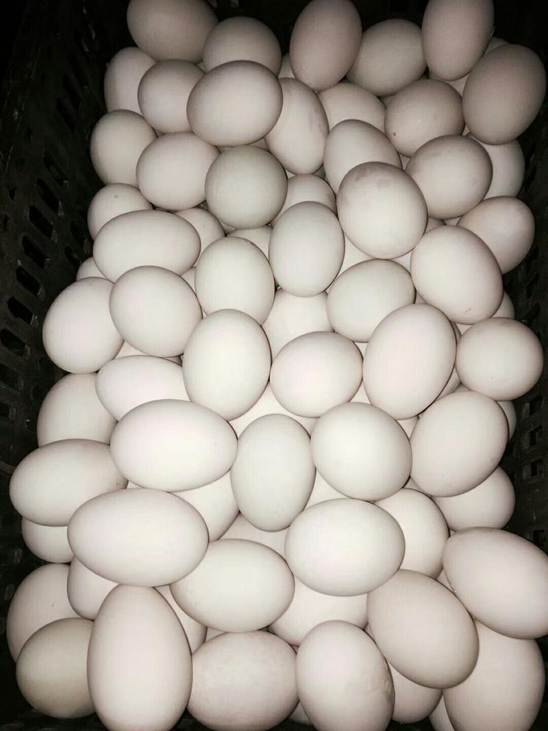 桶蛋，大白鸭蛋大白蛋，大桶蛋。大鹅蛋手续齐全。每天现货。