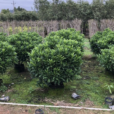 非洲茉莉20-300