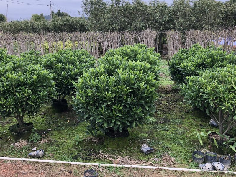 非洲茉莉20-300