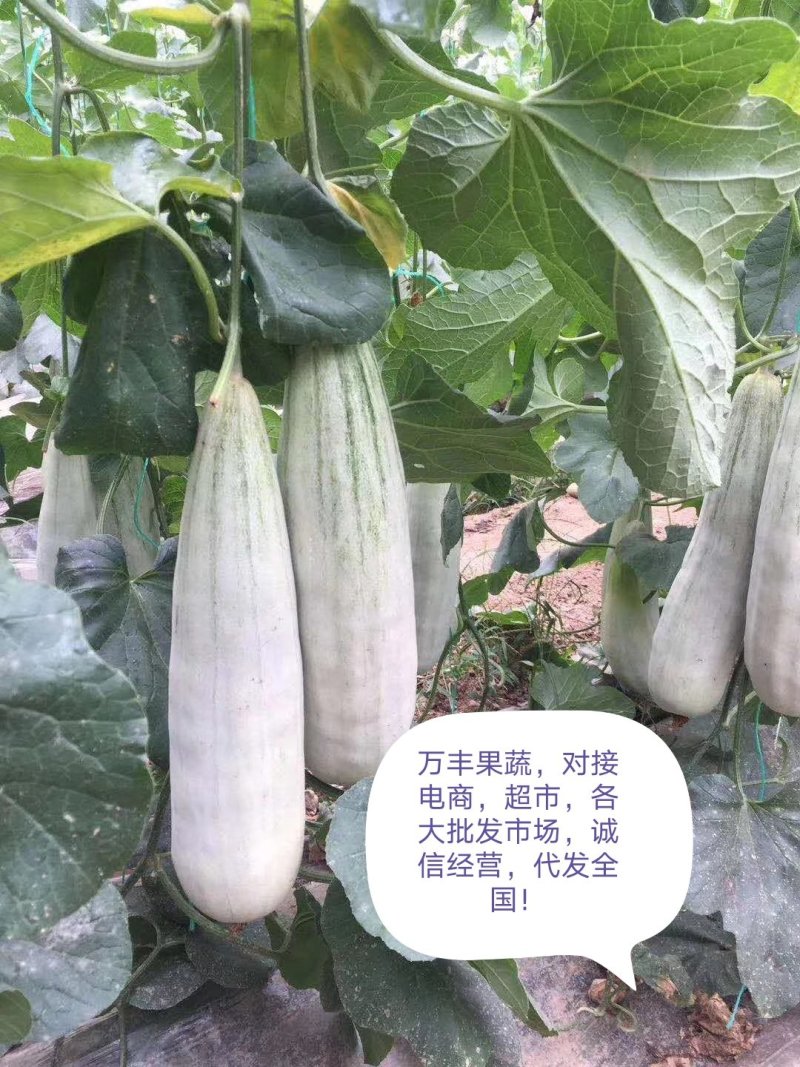 🏆博洋61山东甜瓜博洋六一万亩甜瓜基地一手货源