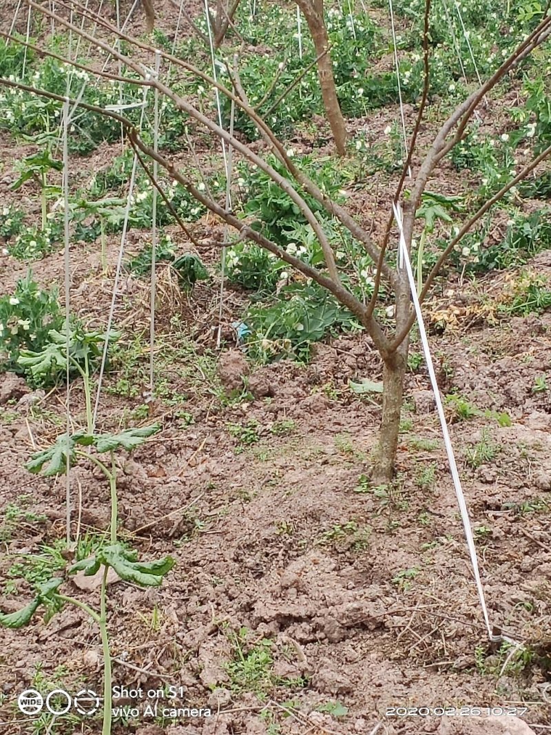 八角莲鲜货各种规格都有，客户可上门实地考察，提贡种植技术