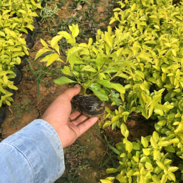 黄金叶各种规格