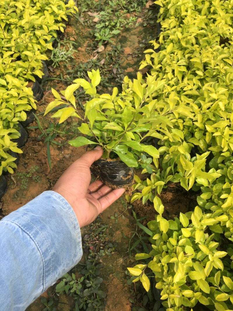黄金叶各种规格