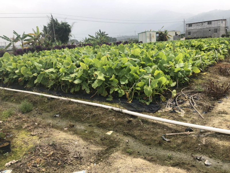 琴叶榕各种规格
