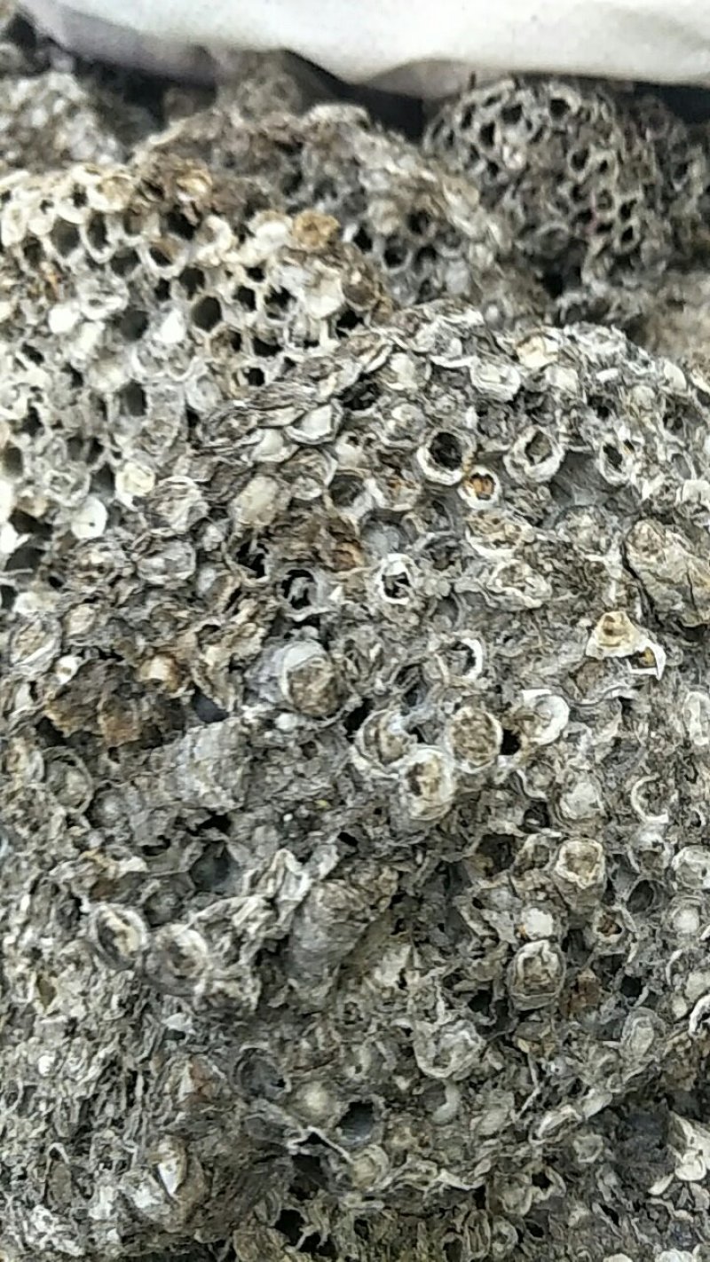 蜂房，常年批发供应野生蜂房，中药材