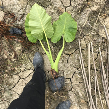 海芋各种规格