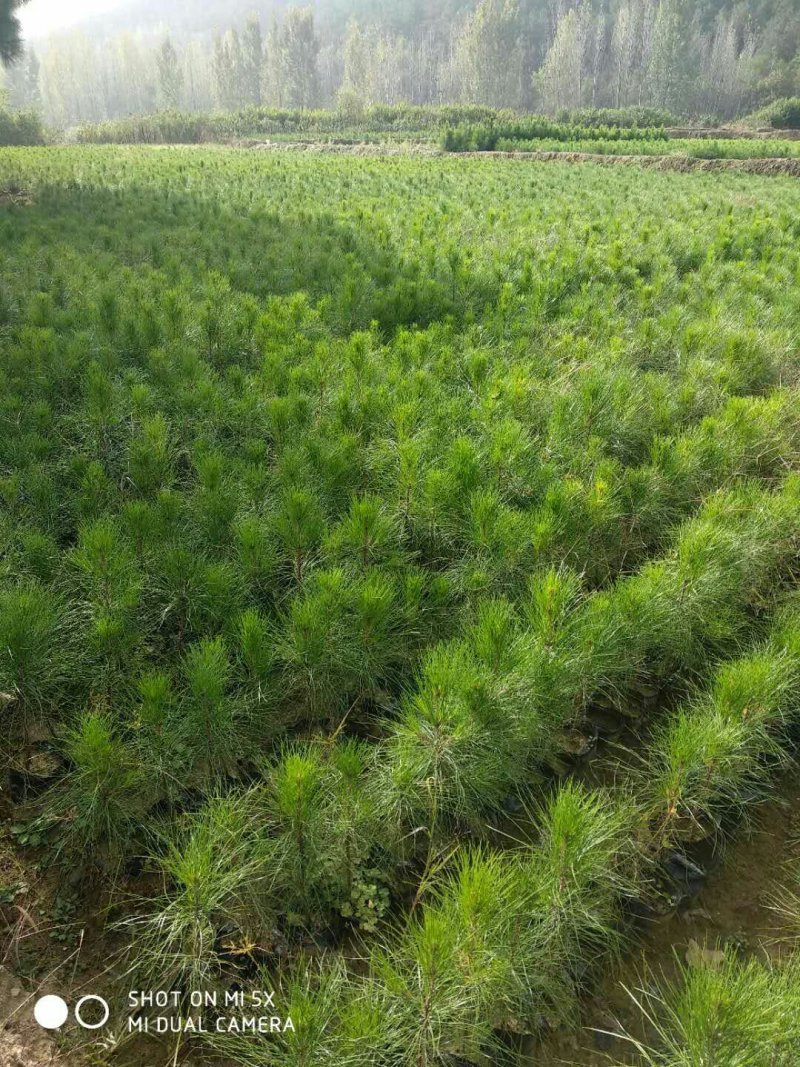 河南省南阳市桐柏县湿地松杯苗直销基地，占地上百亩。