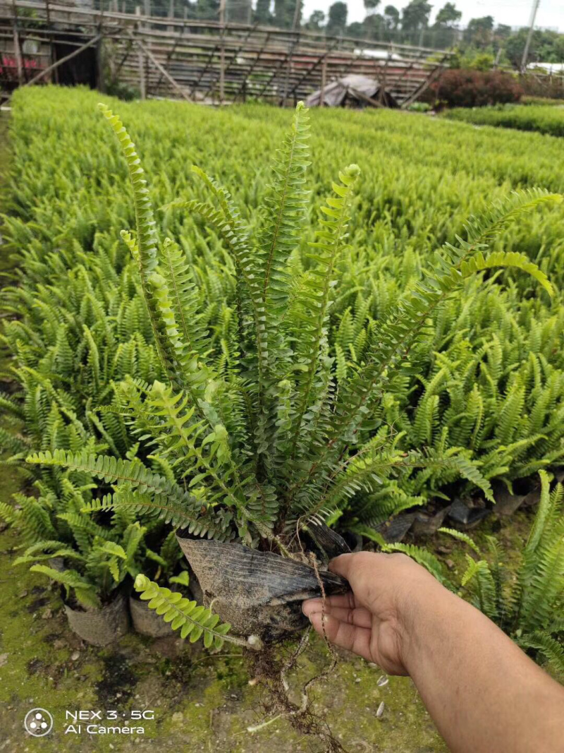 肾撅各种规格