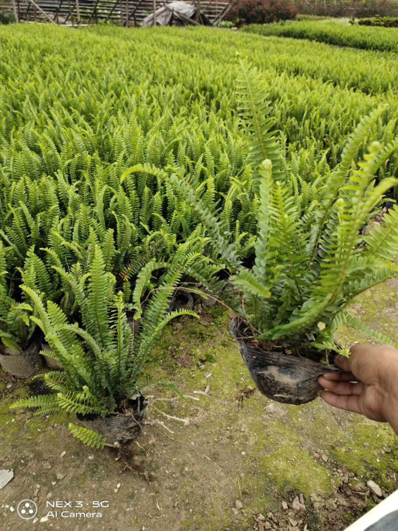 肾撅各种规格