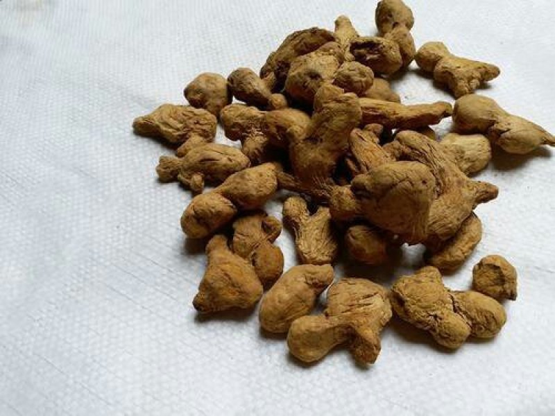 炮姜，常年批发供应炮姜，炮姜碳中药材