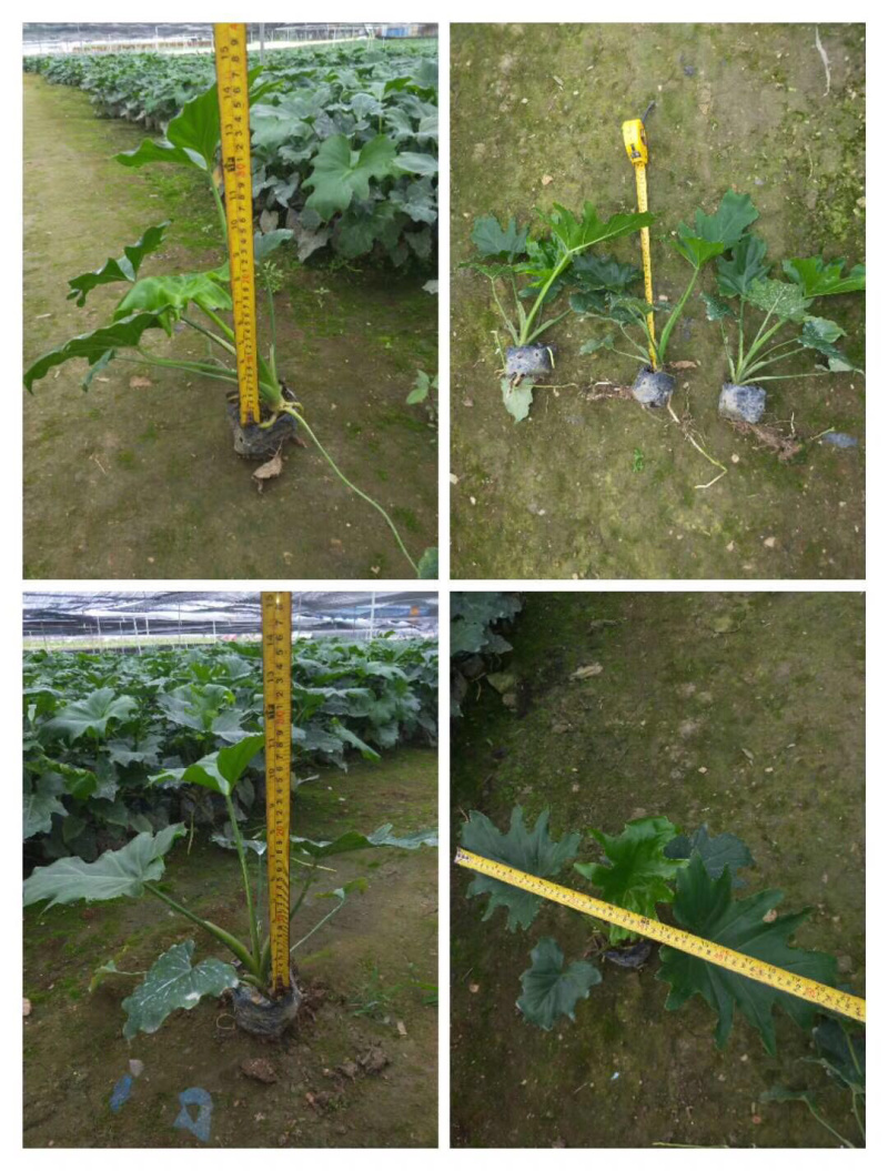 春羽各种规格