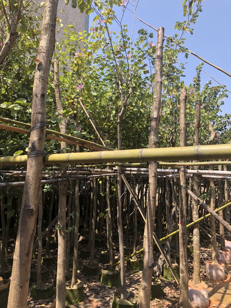 宫粉紫荆