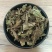 独一味，常年批发供应独一味，独一味叶子