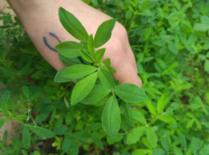 进口紫花苜蓿种子苜蓿草牧草种子南方北方多年生耐寒牛羊兔牧