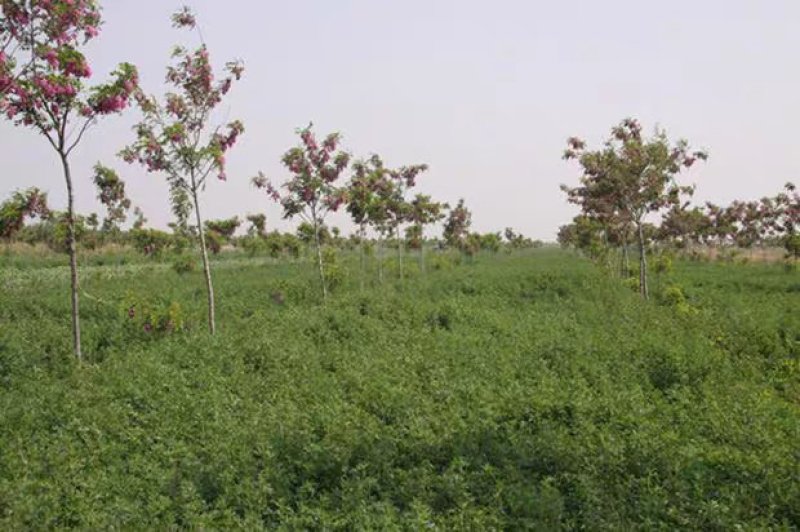 进口紫花苜蓿种子苜蓿草牧草种子南方北方多年生耐寒牛羊兔牧