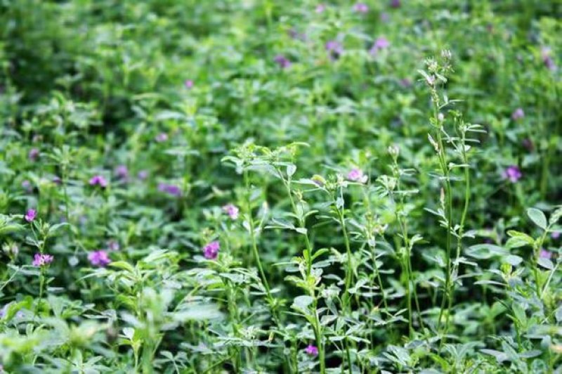 进口紫花苜蓿种子苜蓿草牧草种子南方北方多年生耐寒牛羊兔牧