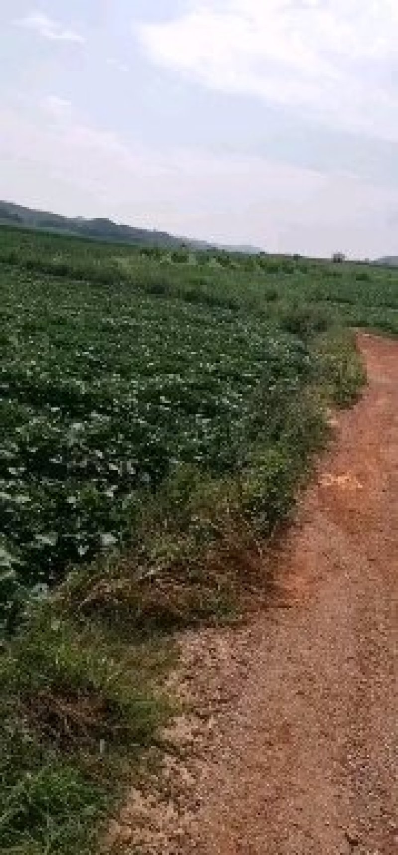 红薯苗