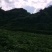 红薯苗