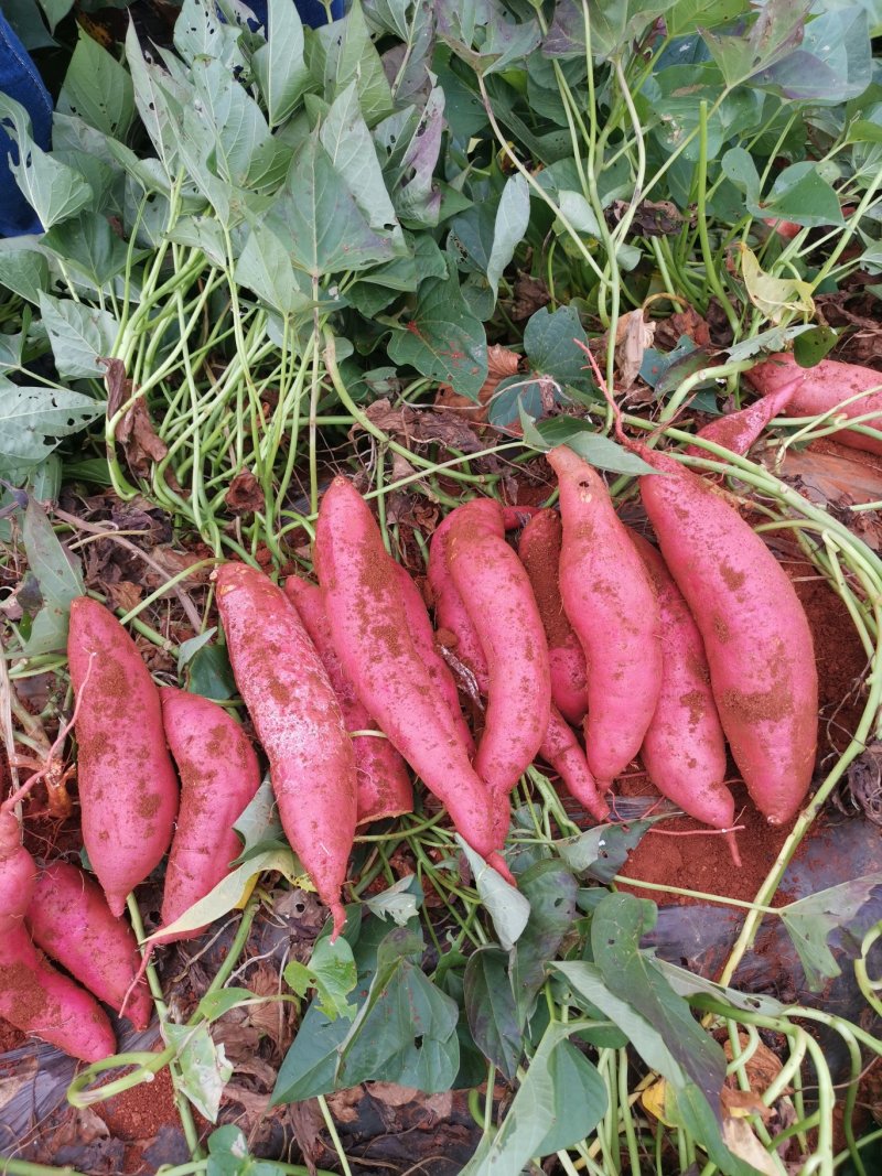 红薯苗