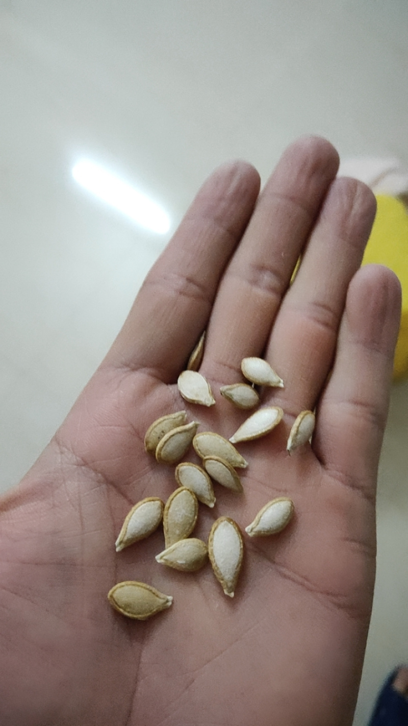 穴盘播种器