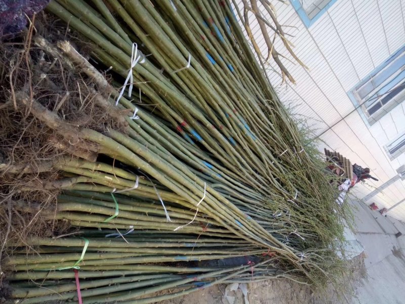 杨树苗