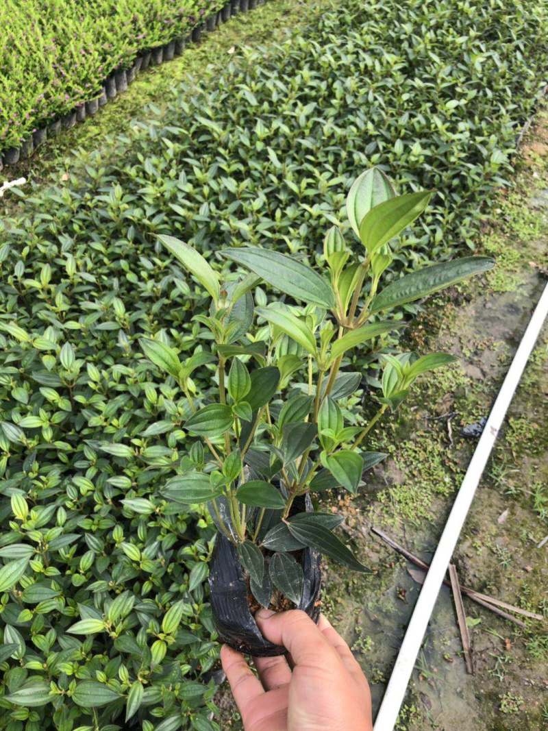 巴西野牡丹