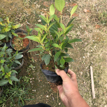巴西野牡丹