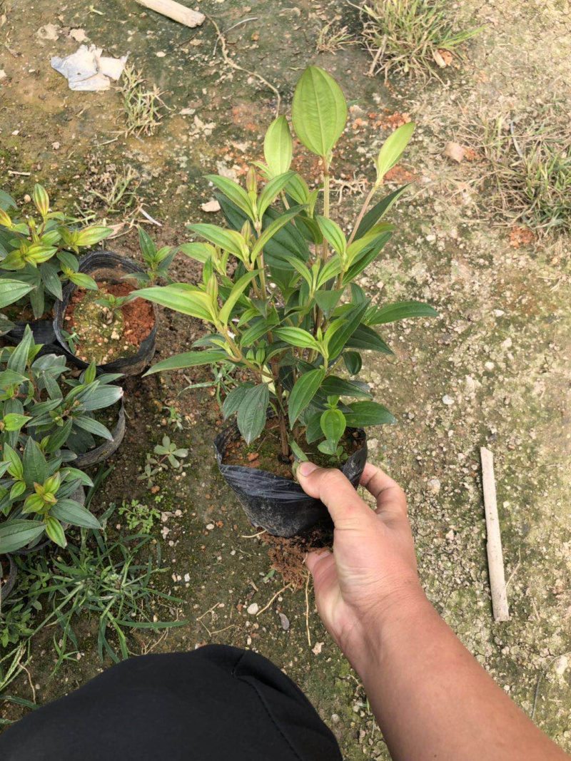 巴西野牡丹