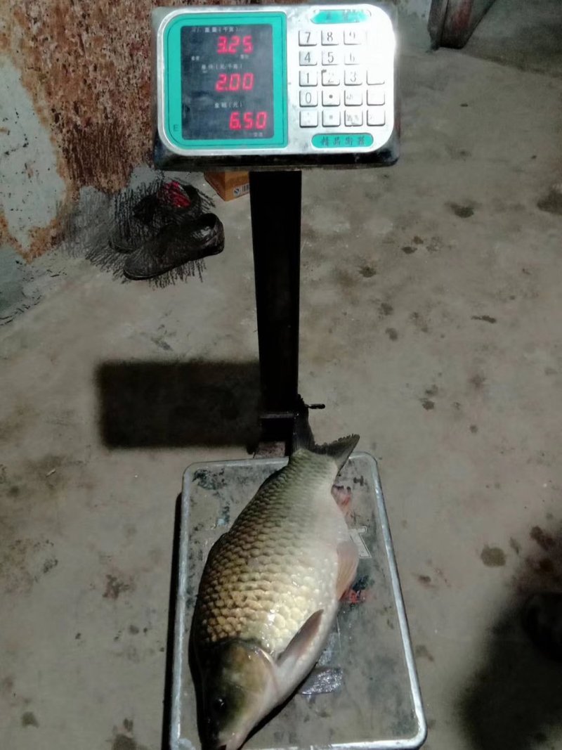 《全国发货》鲫鱼苗黄金鲫鱼苗湘云鲫鱼苗3-85厘米