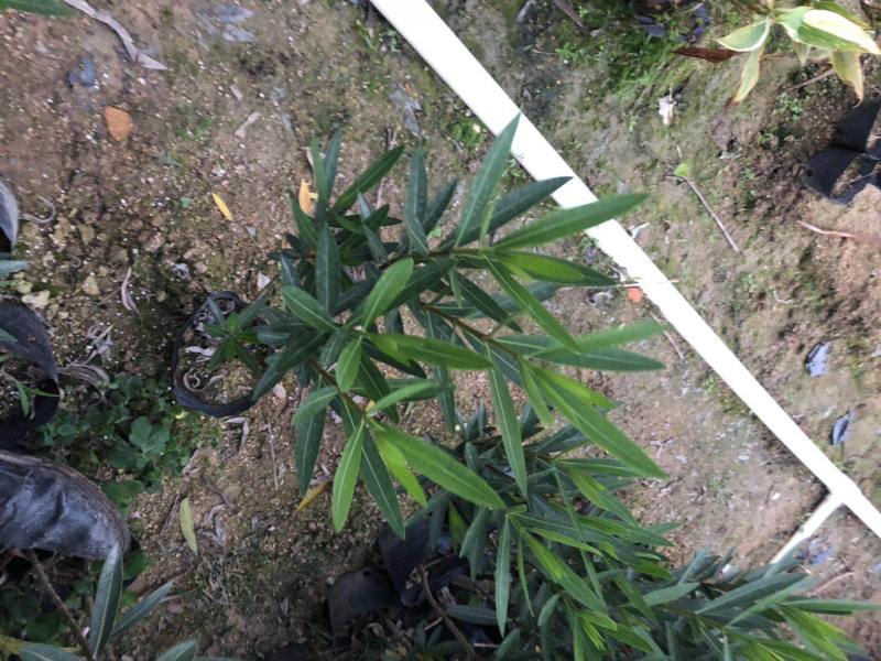 夹竹桃