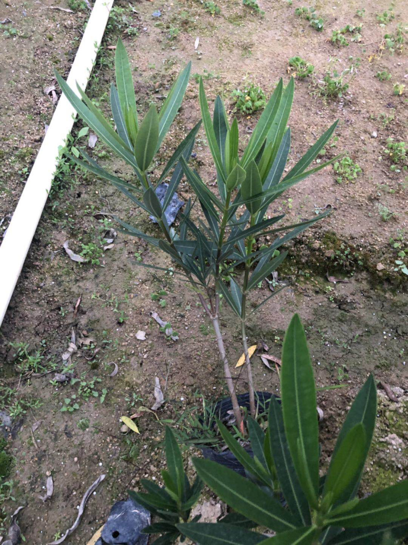 夹竹桃