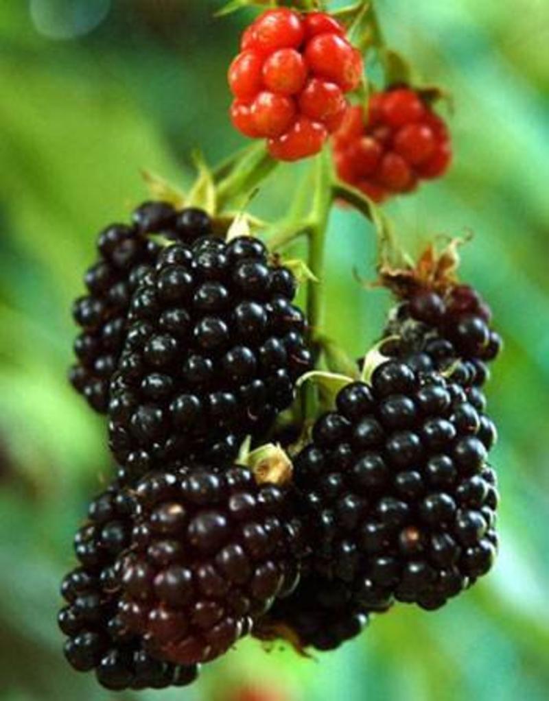 黑树莓苗双季大苗当年结果包邮