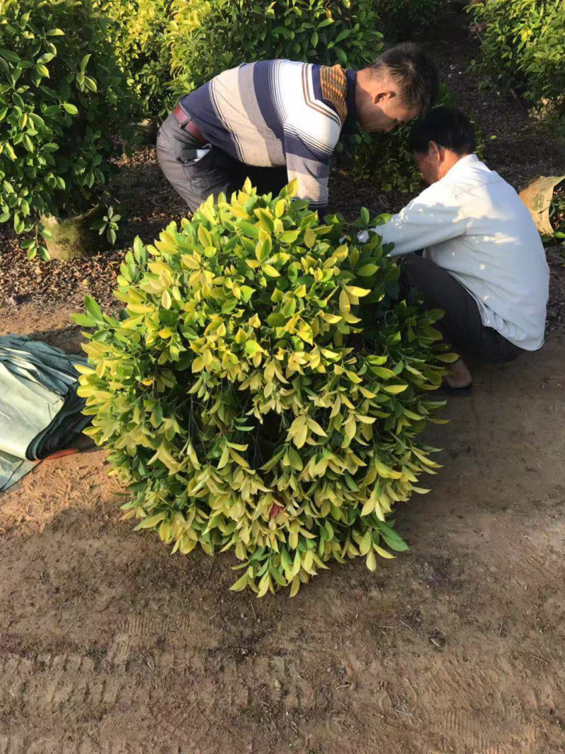 黄金榕