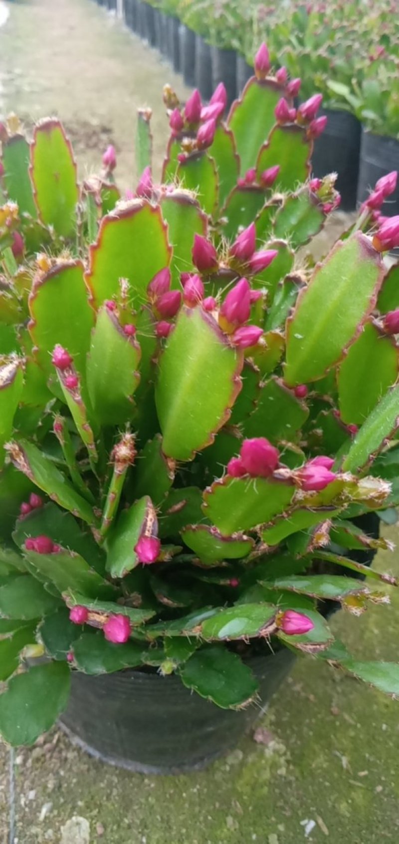 仙人指三月红种植户直销一手货源视频照片看货花期3月份供应