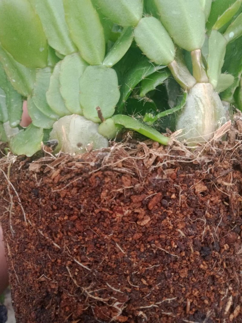 仙人指三月红种植户直销一手货源视频照片看货花期3月份供应