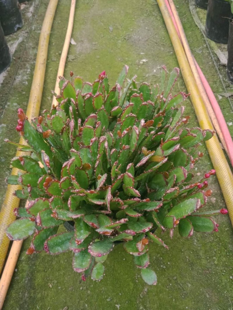 仙人指三月红种植户直销一手货源视频照片看货花期3月份供应
