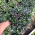 杨梅红杜鹃花自家苗圃种植一手货源视频照片看货长期货量充足