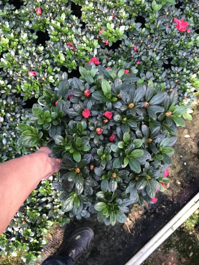 杨梅红杜鹃花自家苗圃种植一手货源视频照片看货长期货量充足