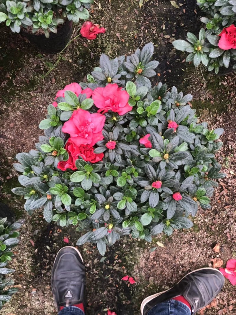 杨梅红杜鹃花自家苗圃种植一手货源视频照片看货长期货量充足