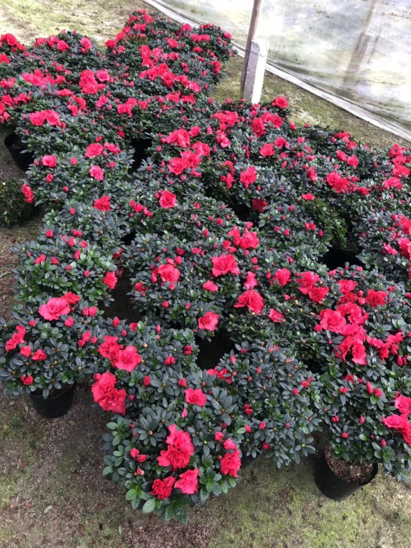 杨梅红杜鹃花自家苗圃种植一手货源视频照片看货长期货量充足
