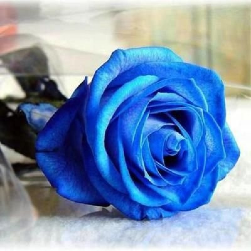玫瑰老桩老根树苗大苗盆栽花卉易成活大量出售
