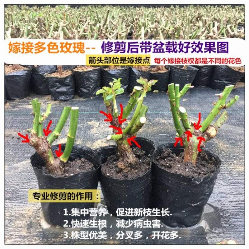 玫瑰老桩老根树苗大苗盆栽花卉易成活大量出售
