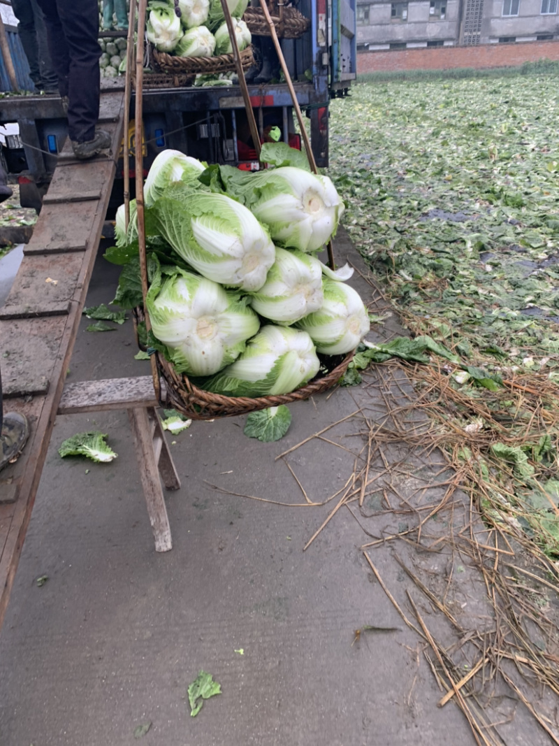 【黄心白菜】精品春福皇黄心白菜基地直供诚信经营