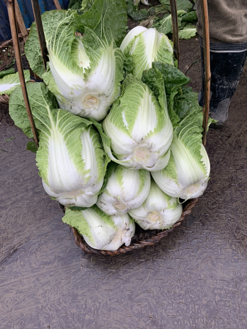 【黄心白菜】精品春福皇黄心白菜基地直供诚信经营