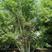 丛生元宝枫--丛生五角枫～～5—9米各种标准均有
