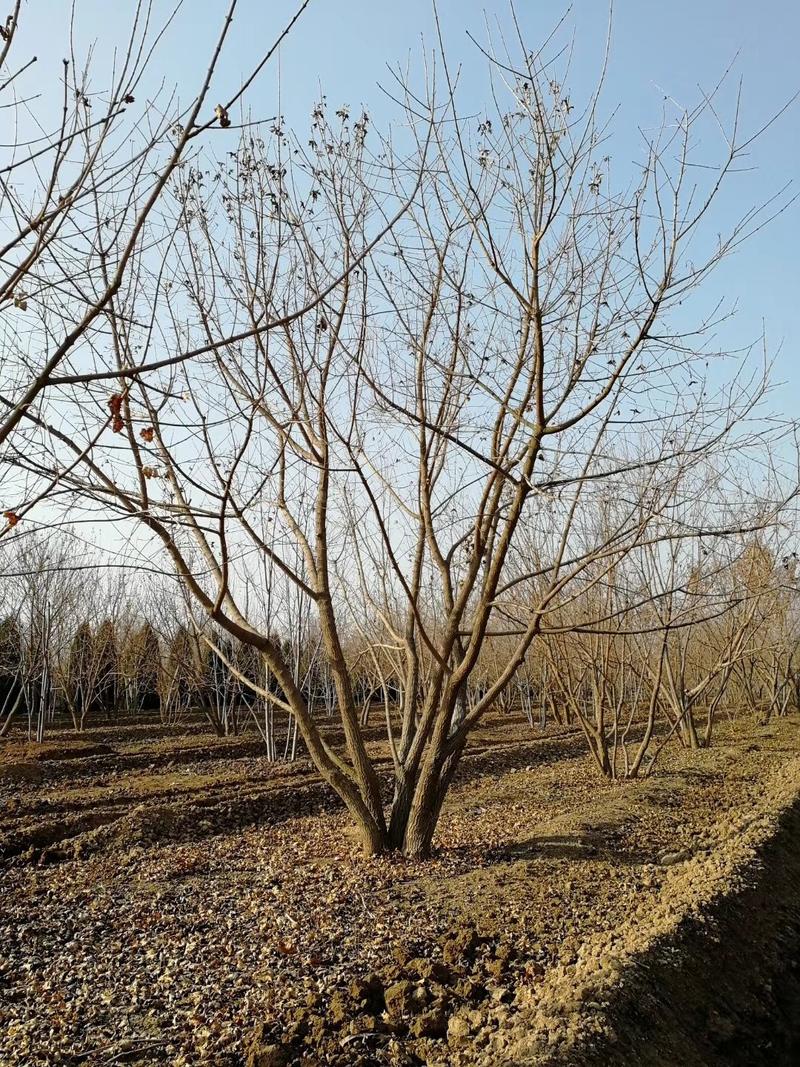 丛生元宝枫--丛生五角枫～～5—9米各种标准均有