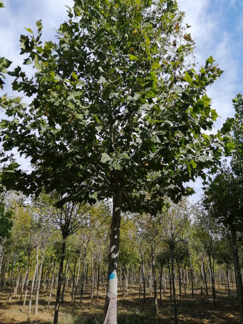 法桐～～各种标准规格法桐欢迎实地考察，量大从优