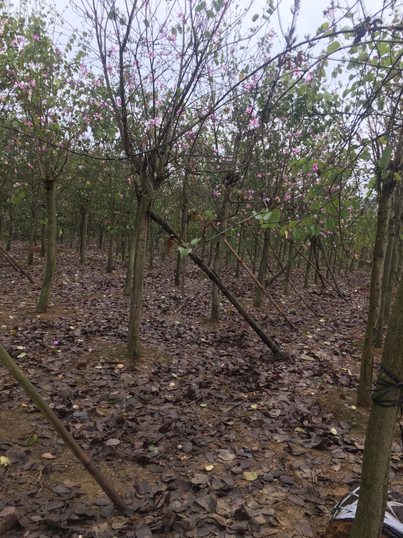 宫粉紫荆