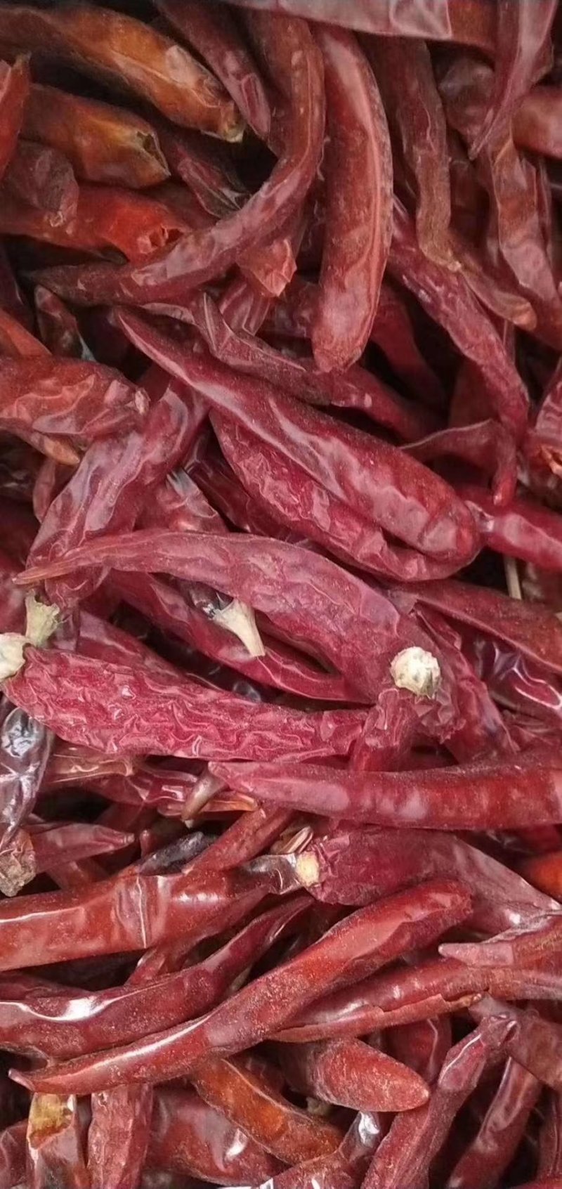高辣s17辣椒段