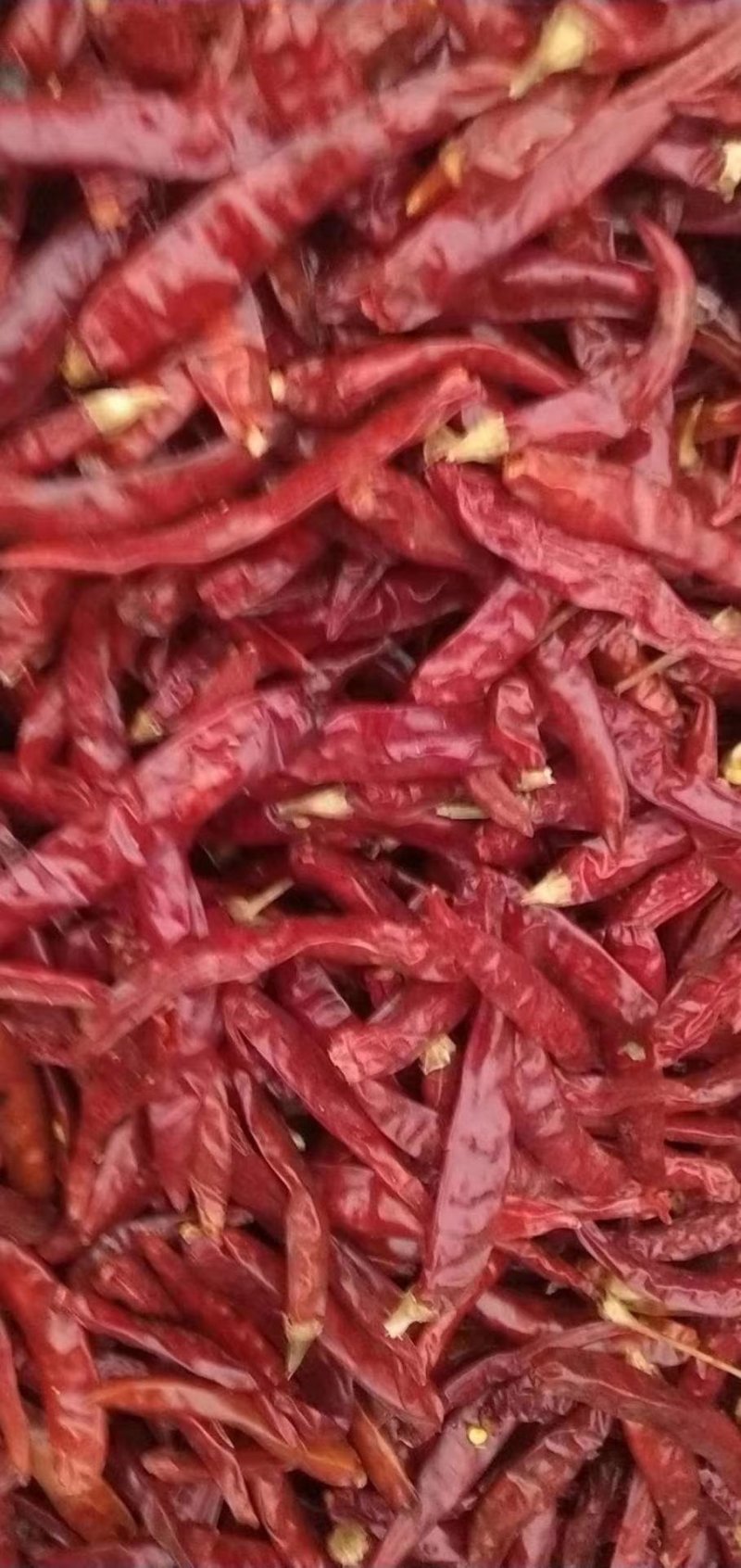 高辣s17辣椒段